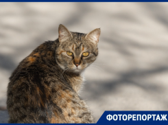 В Ростове коты холеные, мордатые, мартовские: показываем хвостатых и мордатых