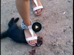 В Ростове девушка-живодерка издевалась над котенком и справляла на него нужду. Фото