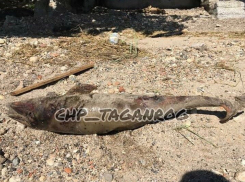 В Таганроге на берегу залива нашли мертвого дельфина