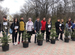 Новые ели в парке имени Чуковского в Ростове высадят сами дети