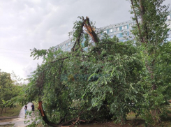 На Северном рухнувшее дерево заблокировало вход в дом