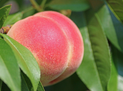 В Ростовской области уничтожили более 600 кг персиков