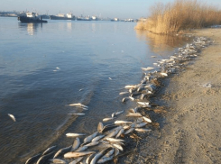 Озвучена причина массовой гибели рыбы в Дону