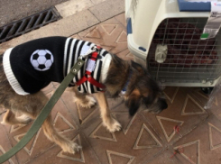 Переживший серьезную болезнь бездомный щенок из Ростова улетел жить в Испанию