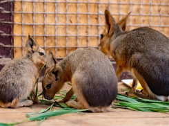 В Ростовском зоопарке родились детеныши патагонской мары
