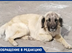 В Ростове почти два месяца ищут крупную и пугливую собаку Джесси