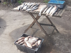 Запрещенную рыбу залили ядом на обочине загазованной улицы в Ростове 
