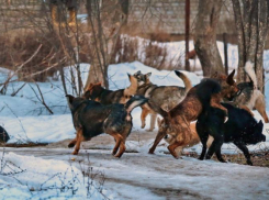 В Батайске осудили охранника, который застрелил коллегу при попытке разогнать собак
