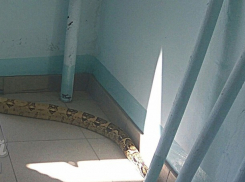 Незабываемые ощущения испытали жильцы многоэтажки в Ростове, увидев гуляющего огромного удава