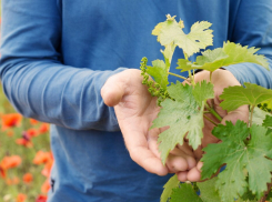 Пострадавшим от заморозков садоводам Дона выделили 900 млн рублей