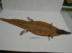 В Ростов-на-Дону прилетели шкуры крокодилов 