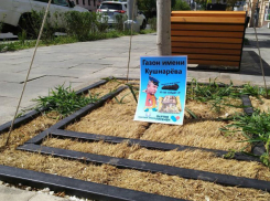 Газону из пожухлой травы присвоили имя Кушнарева в Ростове