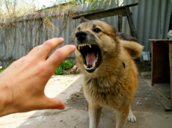 «Террористы» возле зоопарка Ростова встревожили собак и местных жителей