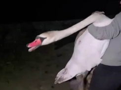 Лебедь с поврежденным крылом попросился к людям в Батайске 