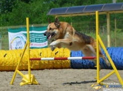 На Гребном канале «Дон» пройдут соревнования по кинологическому спорту на Кубок Ростовской области
