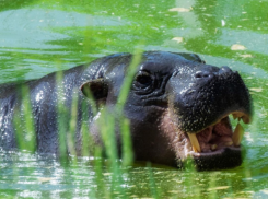 Карликовые бегемоты Риф и Найма снова резвятся в уличных вольерах в ростовском зоопарке