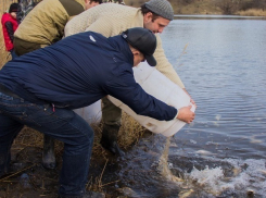 Сотни карпов выпустили мужчины в секретный водоем Ростовской области