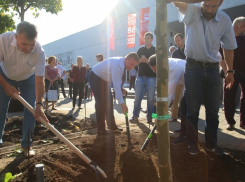 Платановая аллея появилась возле ростовского Музыкального театра