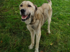 Спасенные из «собачьего концлагеря» животные ищут новый дом и добрые руки в Ростовской области