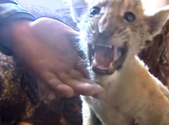 Уникальный плод любви между тигрицей и львом в Ростовской области сняли на видео