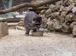 Два енота появились на свет в парке «Лога» в Ростовской области