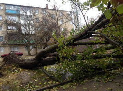 В Ростове из-за сильного ветра падают деревья