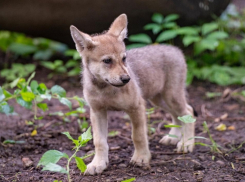Трогательными кадрами с крошками-волчатами поделился ростовский зоопарк