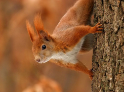 Бесстрашная белка свила гнездо на внешней стороне окна жилого ростовского дома