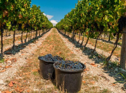 Школу винного туризма хотят открыть в Ростове на базе ЮФУ