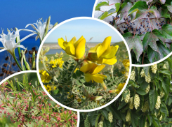 Коллекция ботанического сада Ростова насчитывает более 220 редких видов растений