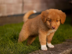 Ради спасения щенка, ростовчанин остановил колонну автомобилей