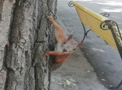 Наглая рыжая бестия среди белого дня вымогала вкусняшки у жителей Ростова