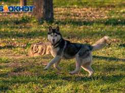 В Ростове-на-Дону ожидается облачная погода и слабый ветер 