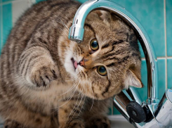 Часть Ростова на сутки останется без холодной воды с 22 июня