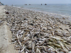 Рыба, массово погибшая в Таганроге, была заражена неопасными для человека гельминтами