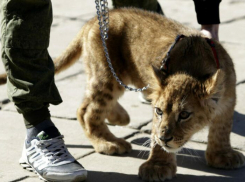 Ростовский зоопарк рассказал о запрете содержания экзотических животных дома