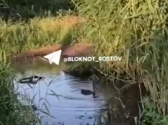 Власти отреагировали на новость о многолетней луже с утками в Новошахтинске
