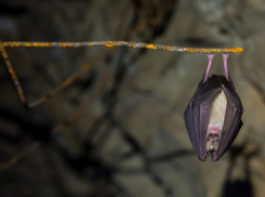 «Ядреный коктейль опасных вирусов»: зоолог рассказал о диких млекопитающих в черте Ростова