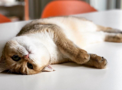 У кошки рэпера Басты появился аккаунт в Instagram