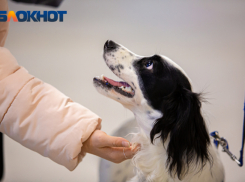 Кинологи составили чек-лист для ростовчан, мечтающих завести собаку