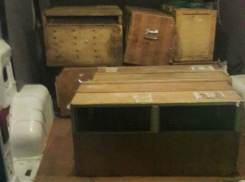 Спасенные от браконьеров 33 обезьяны и 8 носух стали желанными гостями зоопарка Ростова