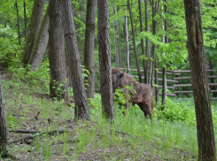 Зубр Мультик из ростовского зоопарка переехал в национальный заповедник «Угра»