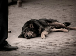 Ужасная смерть отравленных собак на рынке шокировала жителей Ростова