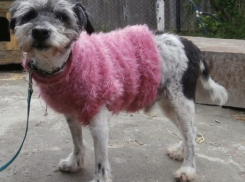 В Ростове-на-Дону спасли дворнягу, избитую металлическими прутами 