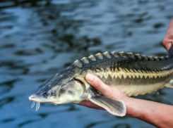 В Ростовской области фермеры пожаловались на проблемы с кормом для осетровых