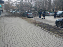 Аварийные деревья продолжают мять крыши автомобилей жителей Ростова