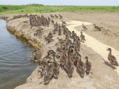 В Ростовской области выпустили тысячу уток-крякв 