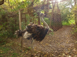 Ростовскому зоопарку подарили африканского страуса Кузю