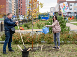 В экорайоне «Вересаево» в Ростове высадили платановые аллеи