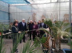 Ростовские депутаты предложили разрешить вырубку деревьев только за деньги